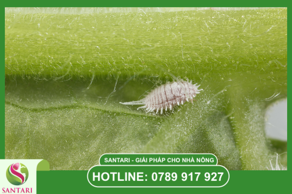 Nhận diện rệp sáp và liên minh "Xe ôm" phát tán
