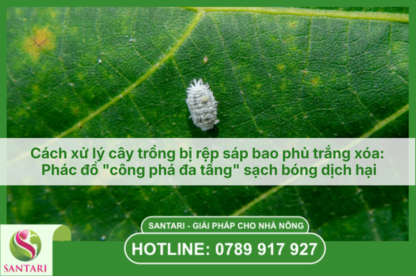 Cách xử lý cây trồng bị rệp sáp bao phủ trắng xóa: Phác đồ "công phá đa tầng" sạch bóng dịch hại