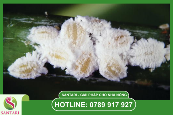 Thông tin tổng quan về rệp sáp Pseudococcidae