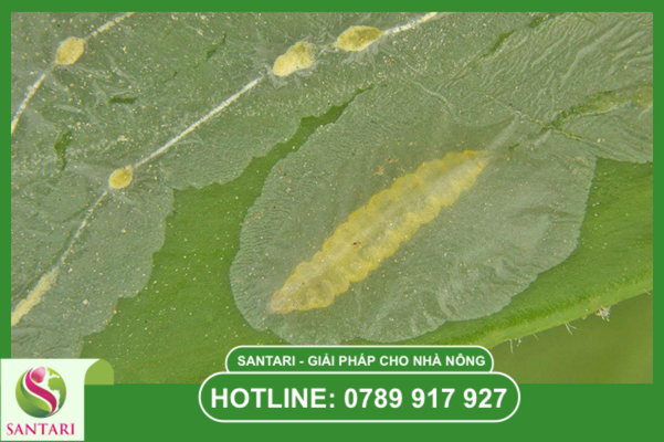 Sâu vẽ bùa: "Kẻ giấu mặt" phá hoại cơi đọt non