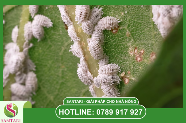 Tại sao phác đồ Santari phải bắt đầu từ diệt kiến?