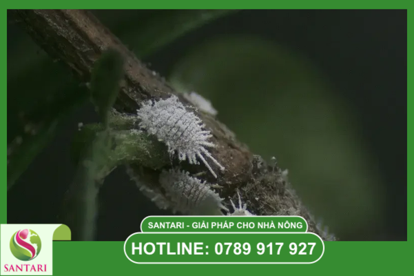 Biến động quần thể rệp sáp: Hiểu để không còn đối phó thụ động