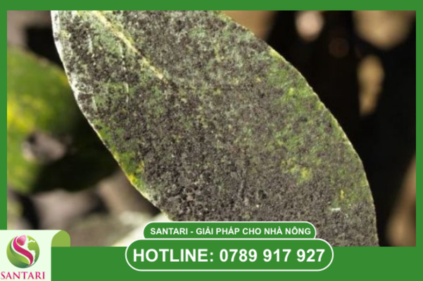 Nấm cộng sinh rệp sáp: Mối nguy kép từ dịch mật