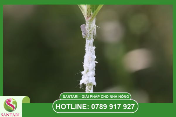 Thông tin tổng quan về rệp sáp Pseudococcidae