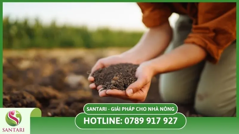 Cải thiện đất trồng