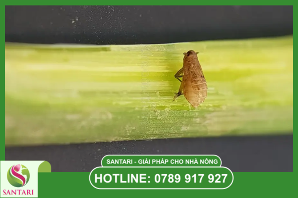 Hiểm họa rầy nâu và thách thức dập dịch hiện nay