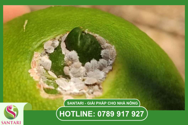 Chiến lược "Truy quét" để trái láng đẹp chuẩn loại 1