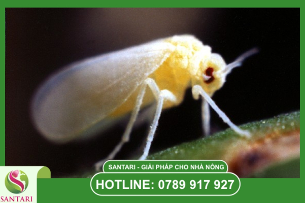  Rầy phấn trắng là gì? Nhận diện kẻ thù tí hon