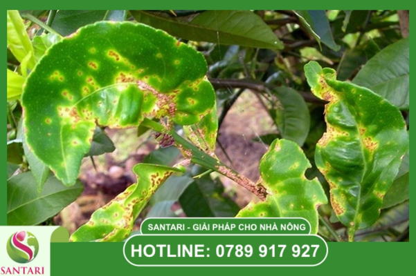 Dấu hiệu nhận biết đặc trưng của bệnh ghẻ nhám