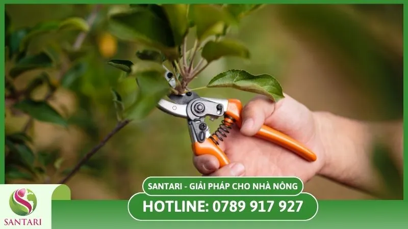 Cắt tỉa cành bị bệnh khô cành cà phê