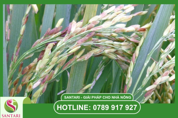 Các giải pháp Hexaconazole tinh khiết từ Santari