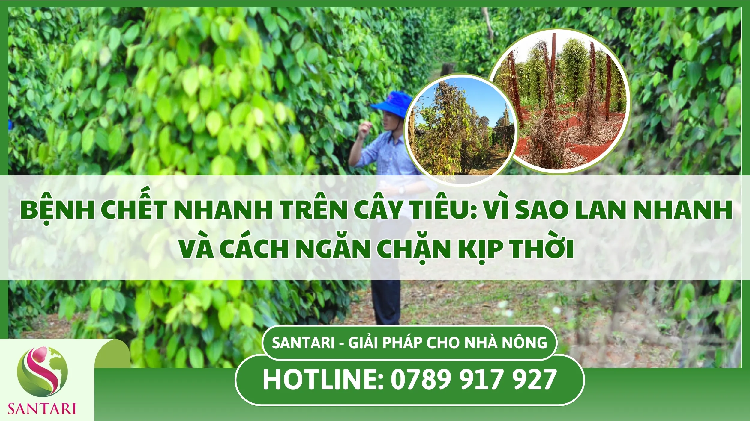 Bệnh Chết Nhanh Trên Cây Tiêu Là Gì? Vì Sao Lan Nhanh Và Cách Ngăn Chặn Kịp Thời