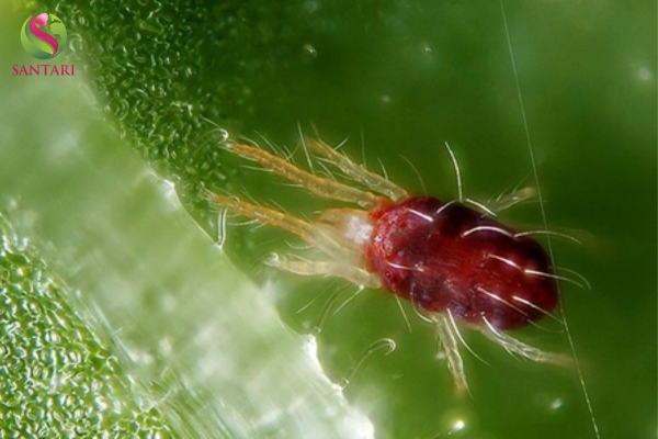 Công dụng vượt trội của Cặp Nhện Tím