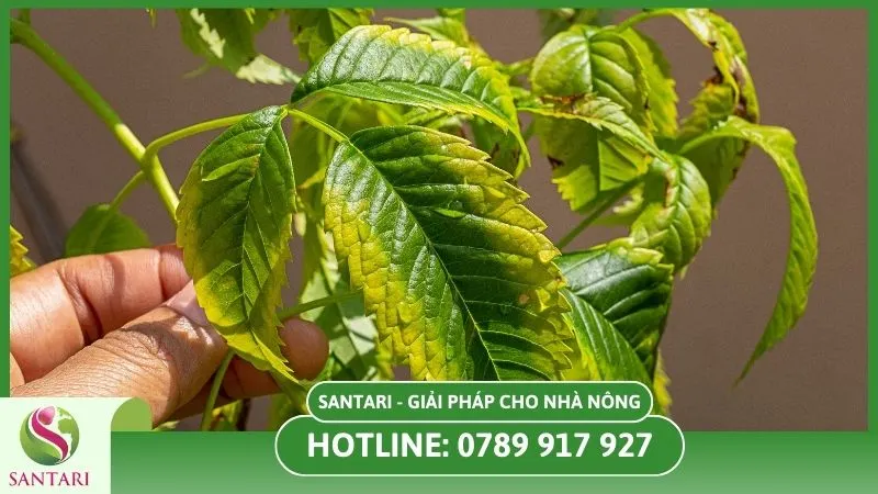 Thiếu hụt dinh dưỡng khiến cây cà phê bị vàng lá