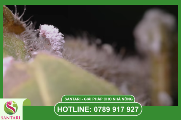 Rào cản sinh hóa của rệp sáp và sự hóa giải của Santari