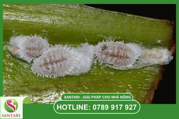 Câu hỏi thường gặp 