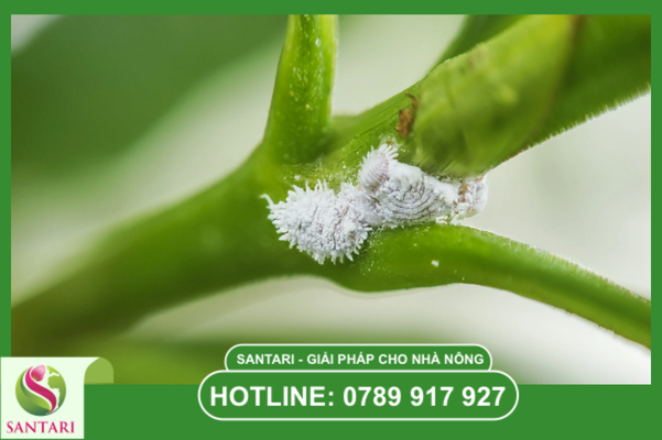 Câu hỏi thường gặp