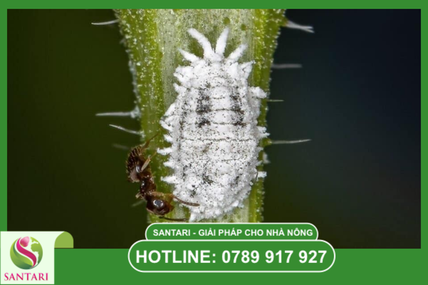 Câu hỏi thường gặp (FAQ)