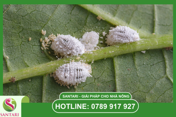 Câu hỏi thường gặp (FAQ)