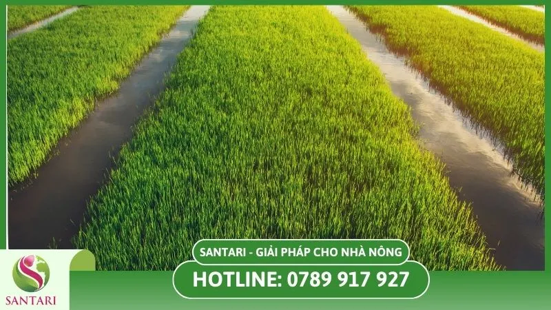Thoát nước tốt vào mùa mưa