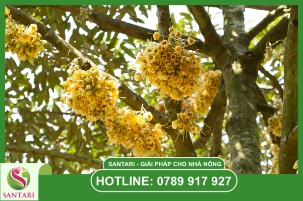 Tại sao giai đoạn ra hoa cần một phác đồ đặc biệt?