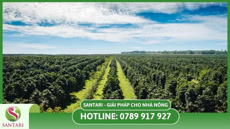 Bệnh lở cổ rễ cà phê gây ảnh hưởng đến năng suất