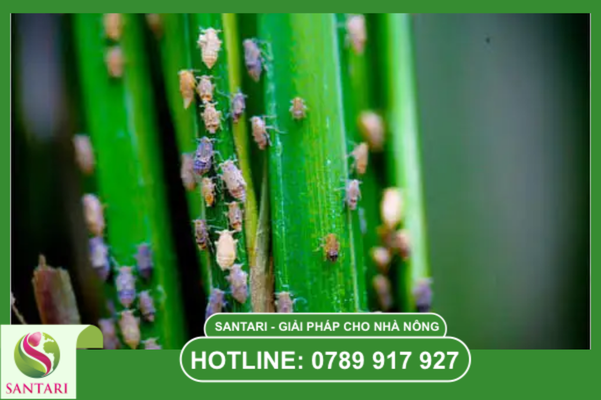 Câu hỏi thường gặp