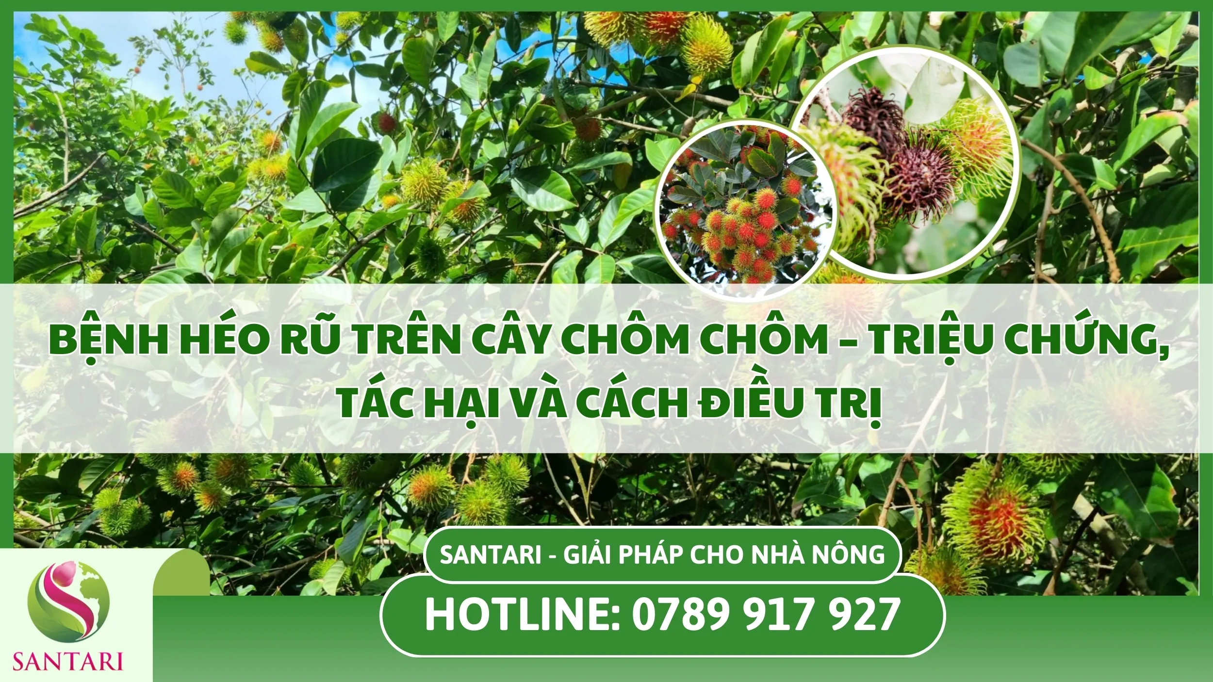 Bệnh Héo Rũ Trên Cây Chôm Chôm – Triệu Chứng, Tác Hại Và Cách Điều Trị