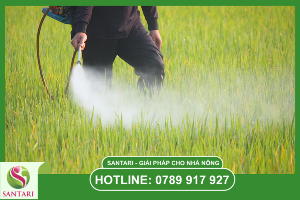 Bí quyết về thời điểm và kỹ thuật phun chuẩn (SOP Santari)