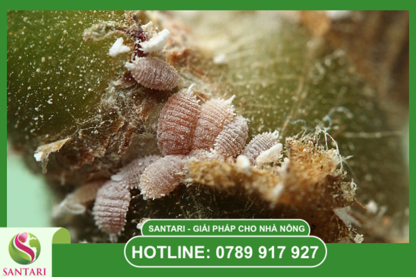 Phác đồ luân phiên hoạt chất để chống kháng thuốc