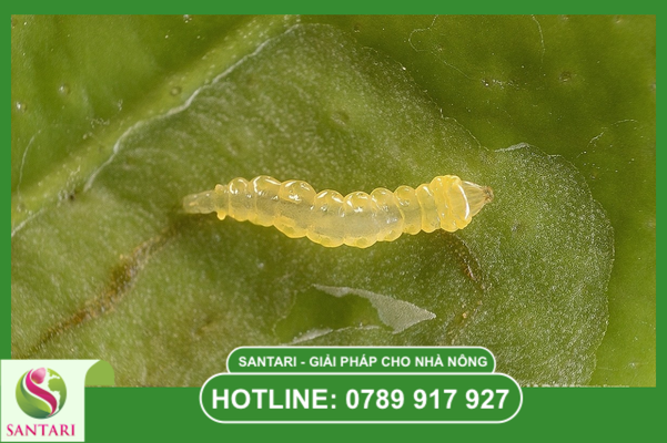 Bản chất của hiện tượng sâu kháng thuốc và sai lầm thường gặp