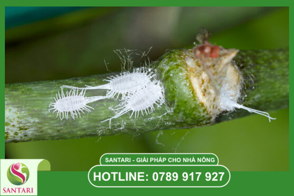 Câu hỏi thường gặp về rệp sáp