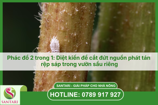 Phác đồ 2 trong 1: Diệt kiến để cắt đứt nguồn phát tán rệp sáp trong vườn sầu riêng