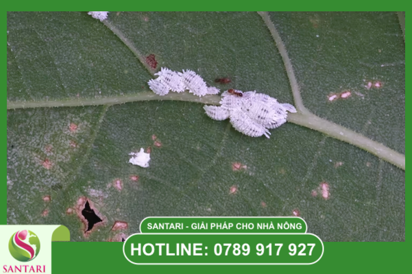 Câu hỏi thường gặp 