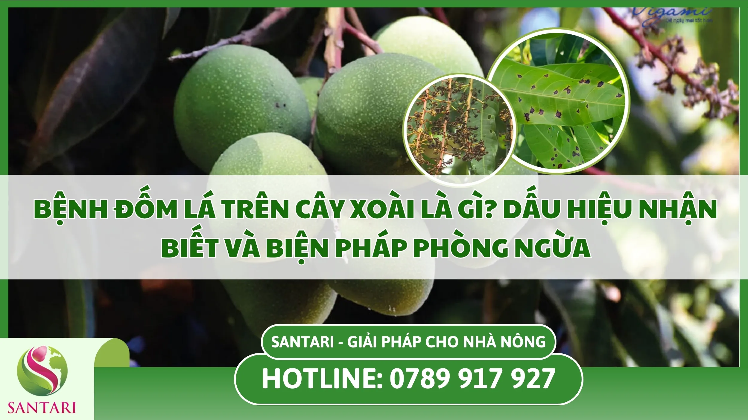 Bệnh Đốm Lá Trên Cây Xoài Là Gì? Dấu Hiệu Nhận Biết Và Biện Pháp Phòng Ngừa
