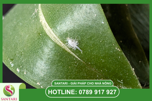 Các biện pháp diệt trừ và kỹ thuật xử lý chuyên sâu