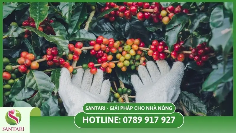 Đánh giá sức khỏe cây cà phê
