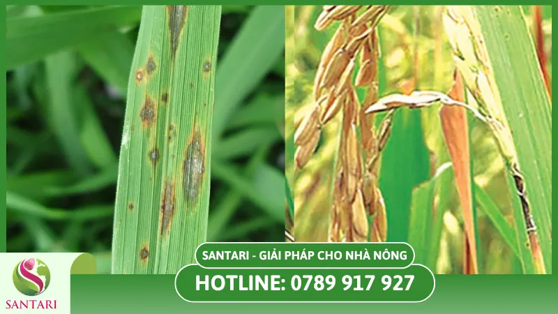 Bệnh lem lép hạt trên lúa