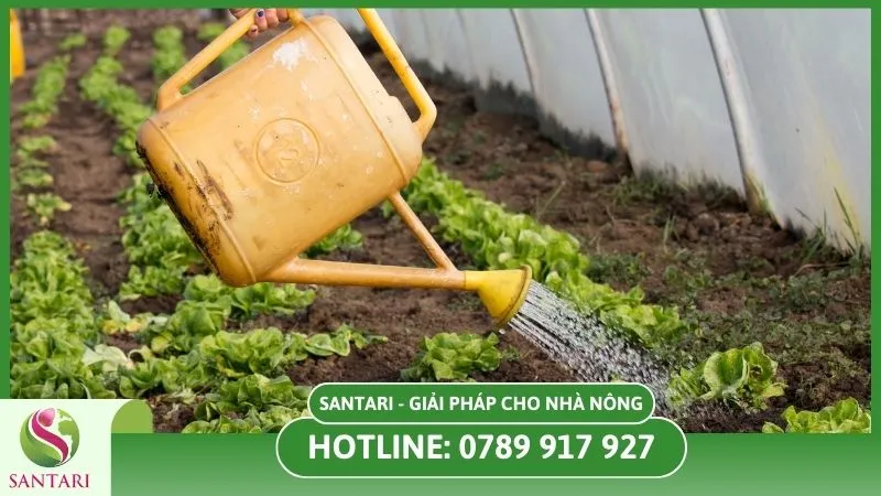 Lợi ích khi trồng rau mùa hè