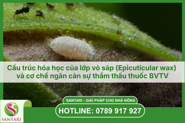 Phân tích cơ chế kháng thuốc của rệp sáp dưới góc nhìn IRAC: Thách thức và giải pháp cho nông nghiệp hiện đại