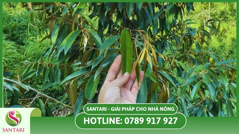  5 bước kỹ thuật trong cách xử lý sầu riêng ra trái nghịch vụ