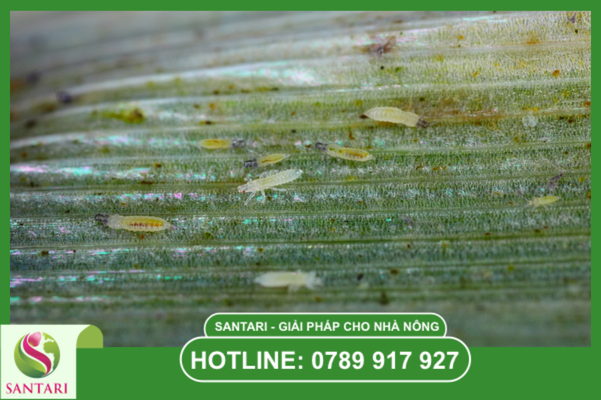  Thách thức khi quản lý bọ trĩ giai đoạn bông và trái non