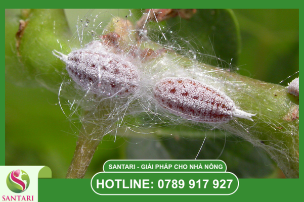 Sản phẩm chủ lực trong phác đồ Santari