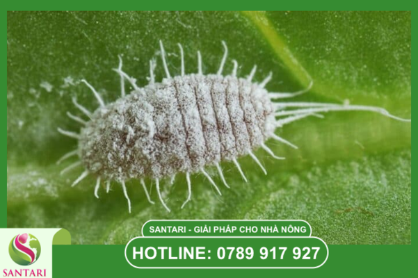 Câu hỏi thường gặp