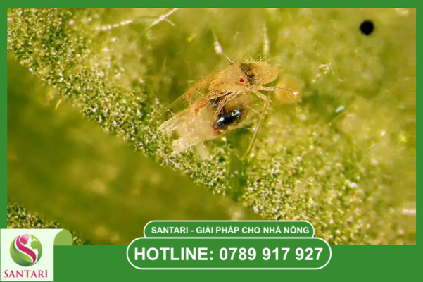 Câu hỏi thường gặp