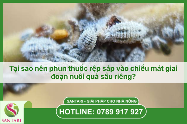 Tại sao nên phun thuốc rệp sáp vào chiều mát giai đoạn nuôi quả sầu riêng?