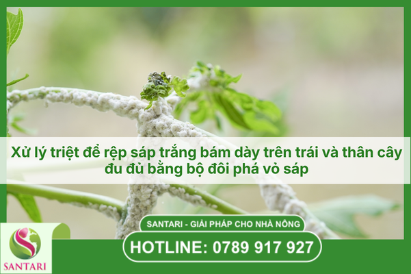 Xử lý triệt để rệp sáp trắng bám dày trên trái và thân cây đu đủ bằng bộ đôi phá vỏ sáp