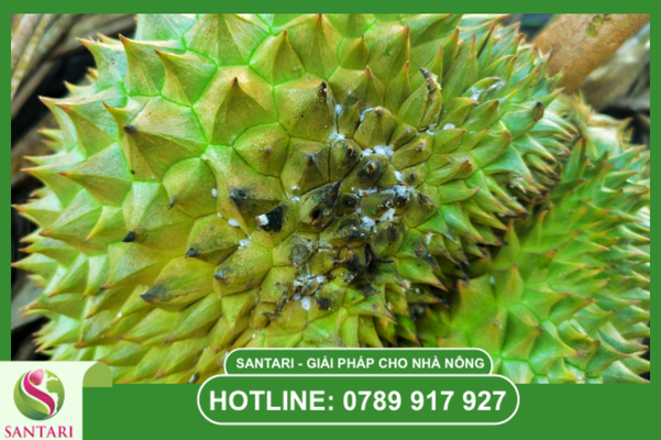 Phác đồ quản lý rệp sáp an toàn từ chuyên gia Santari