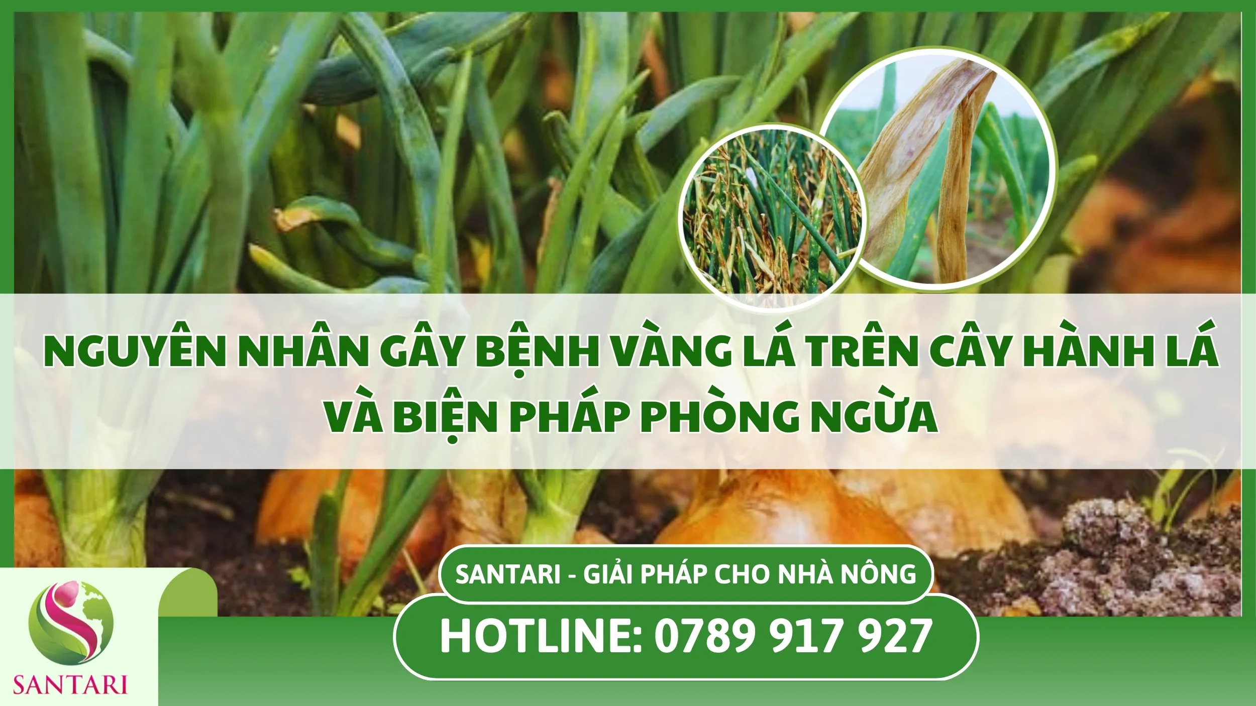 Nguyên Nhân Gây Bệnh Vàng Lá Trên Cây Hành Lá và Biện Pháp Phòng Ngừa
