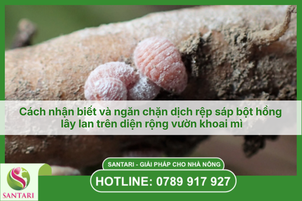 Cách nhận biết và ngăn chặn dịch rệp sáp bột hồng lây lan trên diện rộng vườn khoai mì